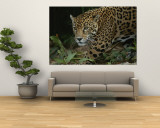 A Close View of a Captive Jaguar, Panthera Onca Reproduction murale géante