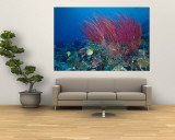 Coral Reefs, Papua, Indonesia Wall Mural by Michele Westmorland