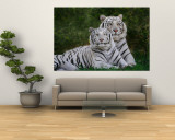 White Phase of the Bengal Tiger Wandgemälde von Adam Jones