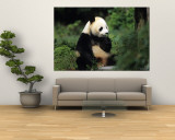 A Giant Panda Smelling a Flower, National Zoo, Washington D.C. Wall Mural