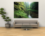 Woodland View with Ferns Along Stream Muurposter van Norbert Rosing Woodland View with Ferns Along Stream Muurposter van Norbert Rosing