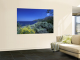 Broom Flowers and the Mediterranean Sea, Sicily, Italy Wall Mural by Michele Molinari Broom Flowers and the Mediterranean Sea, Sicily, Italy Wall Mural by Michele Molinari