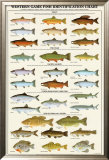Western Gamefish Identification Chart Posters