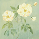 Abundant Rose II Prints by Mimi Roberts