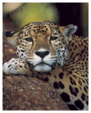 Jaguar Portrait Prints by Gerry Ellis