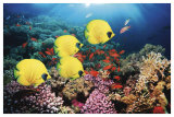 Red Sea Serentity Láminas por Georgette Douwma Red Sea Serentity Láminas por Georgette Douwma