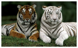 Bengal Tigers Pósters por Konrad Wothe