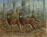 Deer Family II Prints by Ron Jenkins