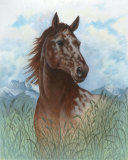 Appaloosa Portrait Posters by Ron Jenkins