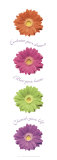 Gerberas Affiches par Anthony Matos
