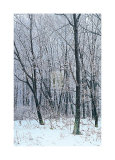 Woodland Snow I Posters by Adam Brock