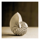 Sea Shells III Posters