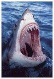 Grand requin blanc Posters par Brandon Cole