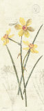 Daffodil Panel Poster by Katie Pertiet