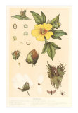 Botany of the Cotton Plant Art Print