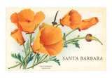 California+poppy+art