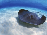 Greg Johnston - Stingray City, Grand Cayman, Cayman Islands, Caribbean - Fotografik Baskı