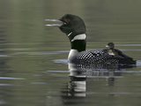 Common Loon Calling with Chick Riding on Back in Water, Kamloops, British Columbia, Canada Photographie par Arthur Morris
