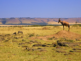 Topi Overlooking Landscape, Kenya Photographic Print by Joe Restuccia III