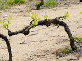 Vineyard of Pierre Gaillard in Malleval, Rhone Valley, France Lámina fotográfica por Per Karlsson