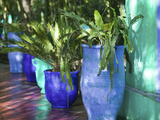 Jardin Majorelle and Museum of Islamic Art, Villa Pottery, Marrakech, Morocco Fotografisk tryk af Walter Bibikow