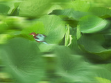 Bird and Pond of Lily Pads, Rohet, Rajasthan, India Photographic Print by Keren Su