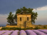 Field of Lavender and Abandoned Structure near the Village of Sault, Provence, France Photographic Print by Jim Zuckerman