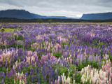 Blooming Lupine Near Town of Teanua, South Island, New Zealand Photographic Print by Dennis Flaherty