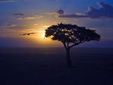 Early Sunrise on Vulture Gliding in Silhouetted Tree of the Maasai Mara, Kenya Photographic Print by Joe Restuccia III