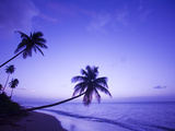 Lone Palm Trees at Sunset, Coconut Grove Beach at Cade's Bay, Nevis, Caribbean Photographic Print by Greg Johnston