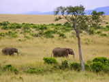 African Elephant Grazing in the Fields, Maasai Mara, Kenya Photographic Print by Joe Restuccia III