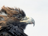 Female Golden Eagle, Golden Eagle Festival, Mongolia Photographie par Amos Nachoum
