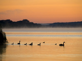 Murray River at Dawn, Mannum, South Australia, Australia Photographic Print by David Wall
