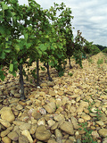Vines of Chateau Mont-Redon, Chateauneuf-Du-Pape, Vaucluse, Provence, France Photographie par Per Karlsson