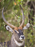 Male Water Buck, Maasai Mara, Kenya Photographie par Joe Restuccia III