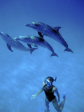 Atlantic Spotted Dolphins, Bimini, Bahamas Lámina fotográfica por Greg Johnston Atlantic Spotted Dolphins, Bimini, Bahamas Lámina fotográfica por Greg Johnston