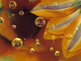 Petals on Mylar Surface with Dew Drops Fotografisk tryk af Nancy Rotenberg