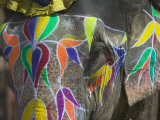 Keren Su - Elephant Decorated with Colorful Painting, Jaipur, Rajasthan, India - Fotografik Baskı