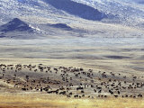 Sheep and Goats in the Valley of the Yellow Lake, Golden Eagle Festival, Mongolia Photographic Print by Amos Nachoum