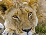 Male Lion in the Late Afternoon, Maasai Mara, Kenya Photographic Print by Joe Restuccia III