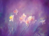 Abstract of Daffodils, Shamper's Bluff, New Brunswick, Canada Photographie par Charles R. Needle
