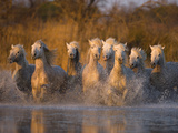 White Camargue Horse Running in Water, Provence, France Photographic Print by Jim Zuckerman