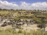 Grazing Zebras and Wildebeest Staged for the Crossing, Kenya Photographic Print by Joe Restuccia III
