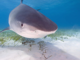 Tiger Sharks, Northern Bahamas Photographic Print by Stuart Westmoreland