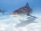 Tiger Sharks, Northern Bahamas Fotografie-Druck von Stuart Westmoreland