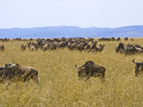 Wildebeest in the Maasai Mara, Kenya Photographic Print by Joe Restuccia III