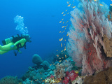 Scuba Diving Near Gorgonian Sea Fan and Schooling Anthias Fish, Raja Ampat Region of Papua Photographic Print by Stuart Westmoreland
