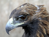 Female Golden Eagle, Golden Eagle Festival, Mongolia Photographic Print by Amos Nachoum