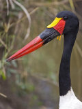 Saddle-Backed Stork in Still Water, Maasai Mara, Kenya Lámina fotográfica por Joe Restuccia III Saddle-Backed Stork in Still Water, Maasai Mara, Kenya Lámina fotográfica por Joe Restuccia III