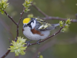 Close-up of Male Chestnut-Sided Warbler on Tree Limb,  Pt. Pelee National Park, Ontario, Canada Photographic Print by Arthur Morris